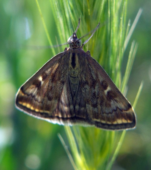 Loxostege sp? - Pyrausta limbopunctalis